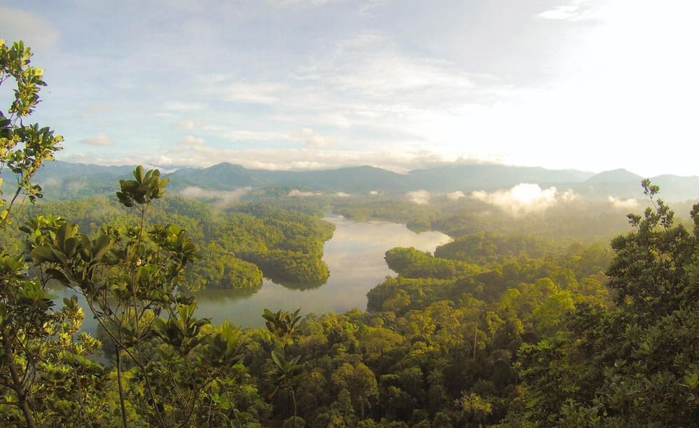 Green forestry with a river running through the middle